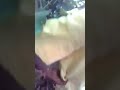 Sunny Leone Video 2