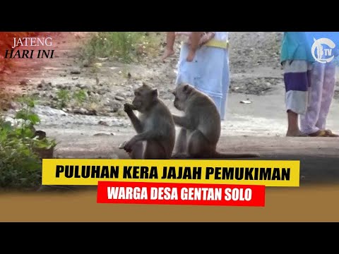 PULUHAN KERA JAJAH PEMUKIMAN WARGA DESA GENTAN SOLO