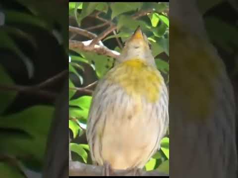 CANÁRIO DA TERRA PARDO CANTANDO MUITO