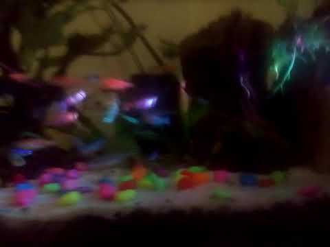 Aquascape lampu hias