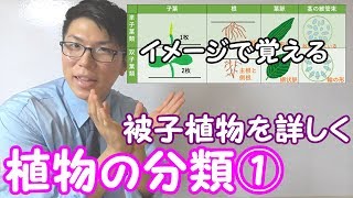 【中学理科】1-6 植物の分類①～被子植物を詳しく～【中１理科】
