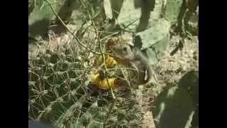 preview picture of video 'The HARRIS' ANTELOPE SQUIRREL.wmv'