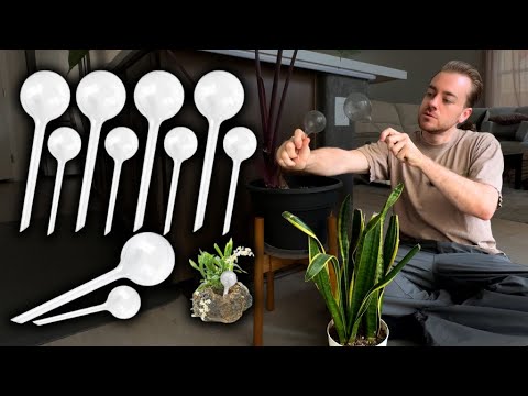 10-Pack Plant Watering Globes Review – Automatic Self Watering Bulbs for Indoor & Outdoor
