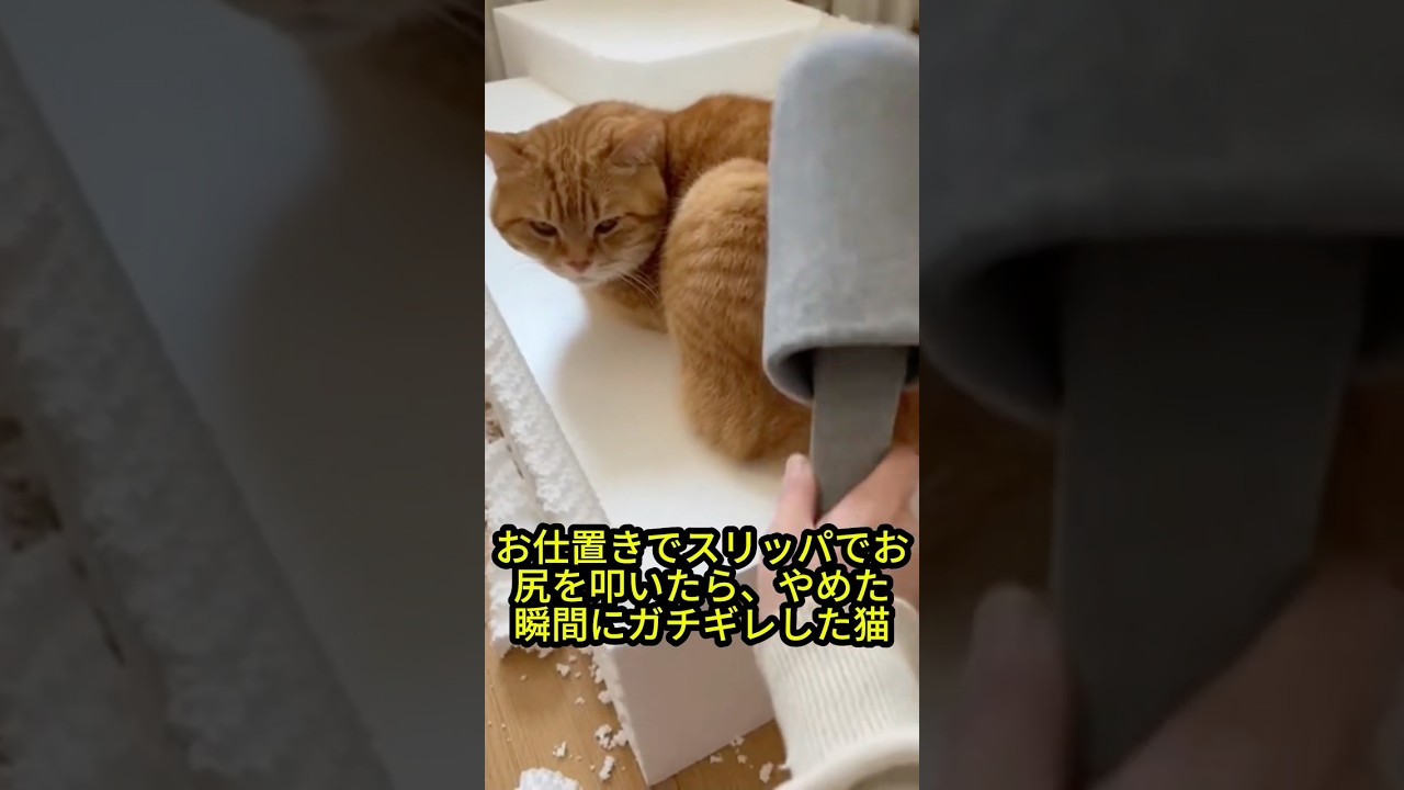 【放送事故】お仕置きでスリッパでお尻を叩いたら、やめた瞬間に「もっとやれニャ💢」とブチギレられたｗ