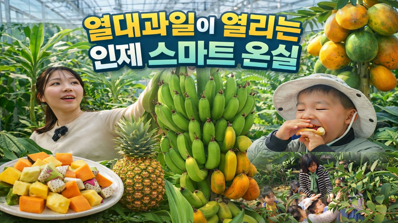 [강원365] 열대과일이 열리는 인제 스마트 온실
