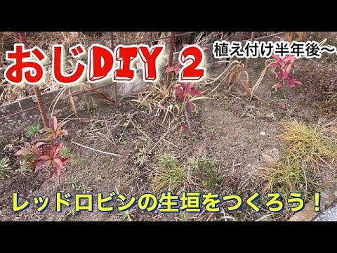 常緑低木 レッドフォティナス レッドロビン 維持肥料