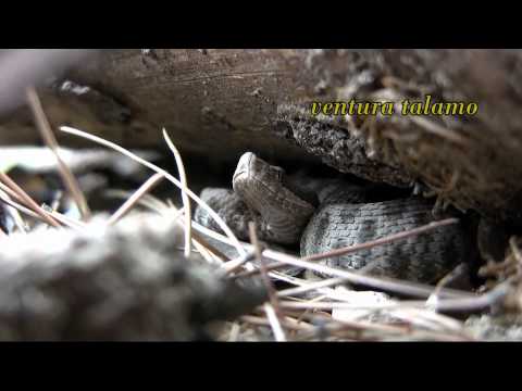 Vipera aspis hugyi Gargano -Settembre 2010