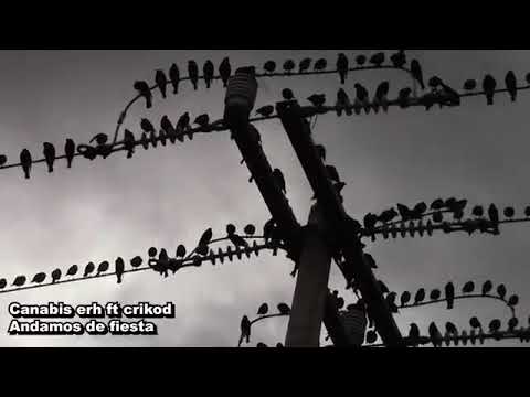CANABIS Erh ft (Krikod) $ Andamos de fiesta (vídeo oficial )
