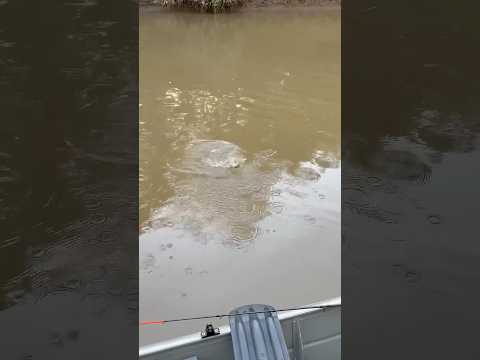 Mandi chorão Rio Piracicaba
