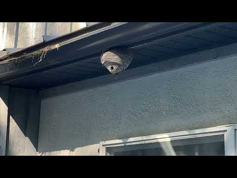 Hornets Nest Found on the Side of the Home in Rumson, NJ