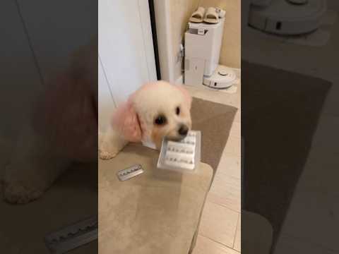 Bella: Sorry😜😜😜 #smart #funny #cute