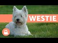 West Highland White Terrier Westie Characteristics And Care