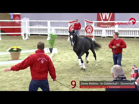 09 Junghengst v. Dante Weltino - Sir Donnerhall I