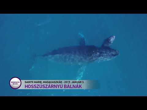 gyors könnyű biztonságos módja a fogyásnak 5 napos felosztás a fogyáshoz
