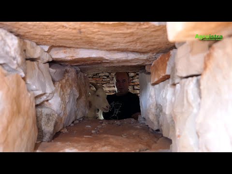 Istarska koza - David Trento Galizana