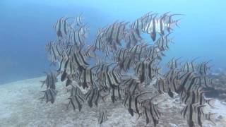 preview picture of video 'Scuba Diving North Bondi, Sydney Australia, Dec 2011'