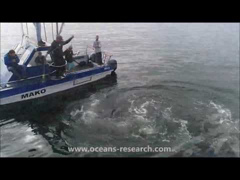 Oceans Research: white shark drone footage