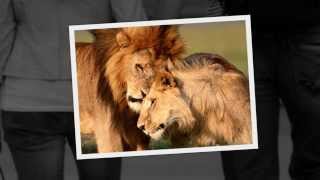 Química Perfecta || Banda Eva (Versão em Espanhol)