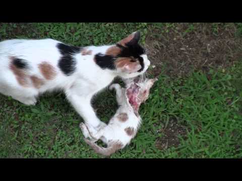 Mother cat eats her kitten