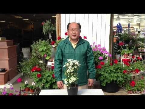 常緑クレマチス 植物