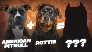 Rottweiler Pitbull Mix: A Complete Guide