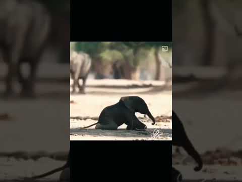 Cute baby elephant #elephant  #baby #walking #cute #animals