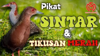 Download lagu PIKAT SINTAR DAN TIKUSAN MATA MERAH SIAP DI AJAK TEMPUR. The Sound Of Birds And The Beauty Of Nature mp3 Download lagu PIKAT SINTAR DAN TIKUSAN MATA MERAH SIAP DI AJAK TEMPUR. The Sound Of Birds And The Beauty Of Nature mp3