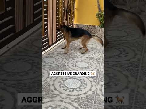 2 Years German Shepherd Very Aggressive GUARDIAN | Giant Dog Loud Barking #guarding #shorts