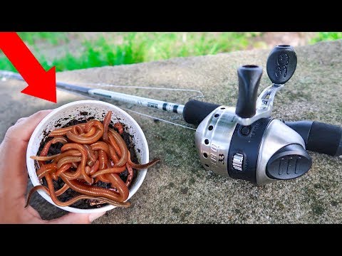 Fishing With GIANT Livebait WORMS (WALMART) Video