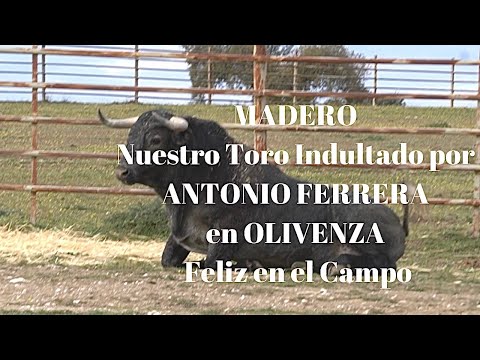 😱MADERO Toro Victorino INDULTADO CURAS Y FELIZ EN EL CAMPO (Cobradiezmin junior superado)