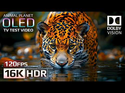 Animal Planet OLED Demo 16K HDR 120fps Dolby Vision (4K/8K TV)
