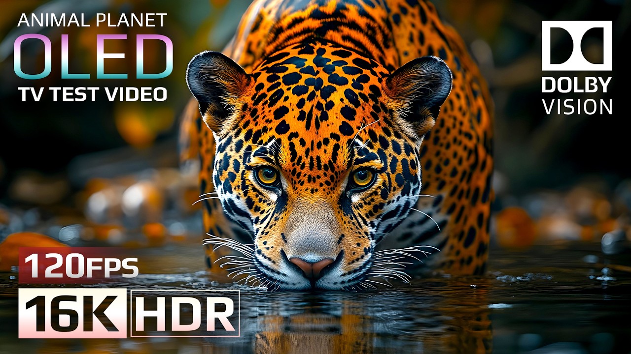 Animal Planet OLED Demo 16K HDR 120fps Dolby Vision (4K/8K TV)