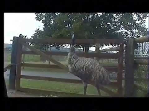 Liam Haynes emu attack THIS IS SPARTA!!
