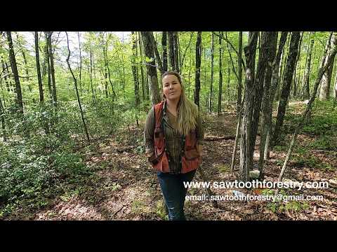 Forest Management Plans - 1