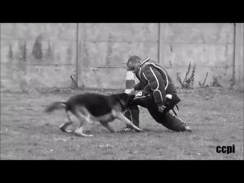 Equipe Ring concours CCPI (sauts+mordant)