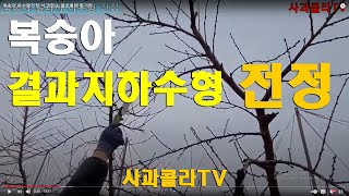 니가 왜 거기서 나와 /복숭아 하수형전정/낙과없는/물흐름에 맡겨라