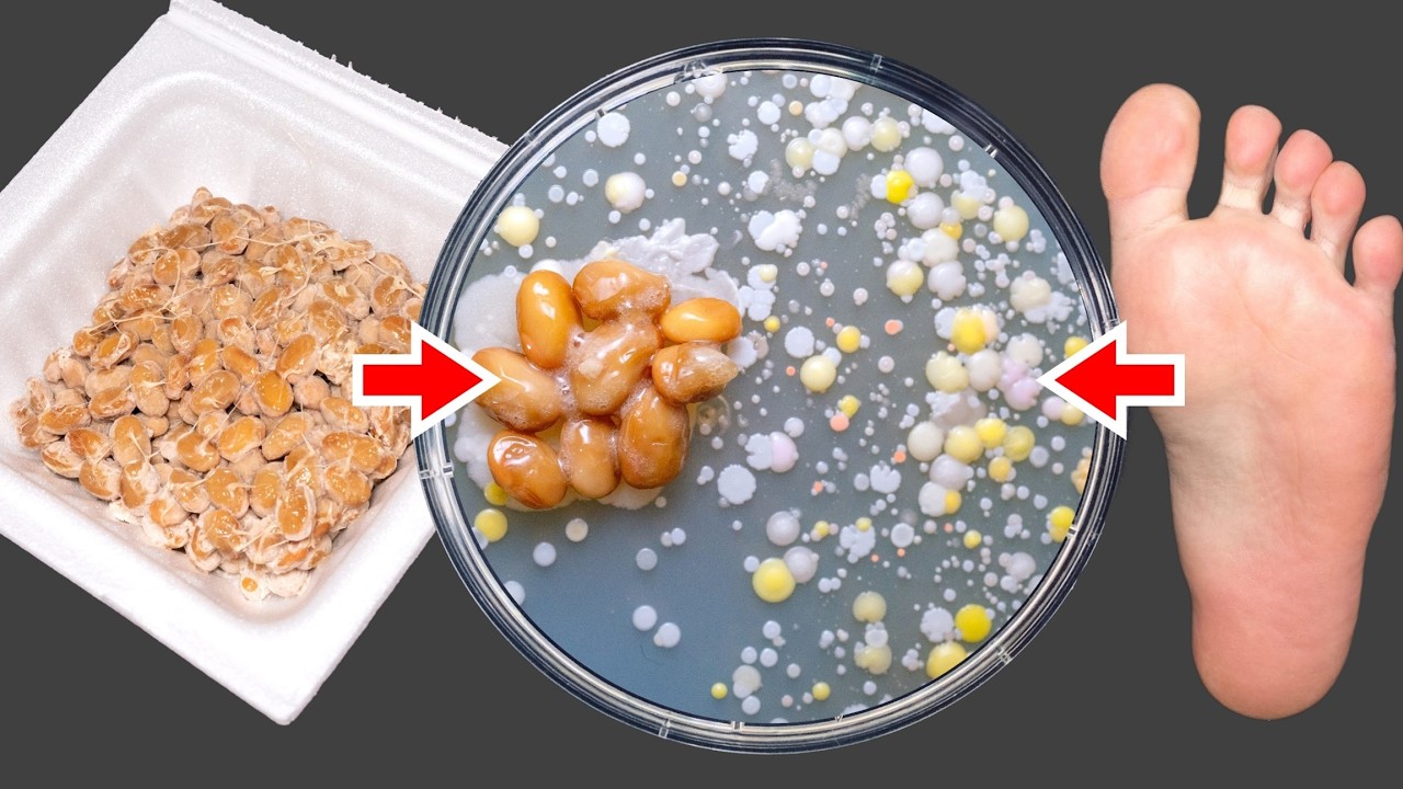 Smelly foot bacteria vs. natto bacteria