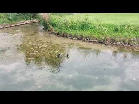 Zwei #Reiherenten am nördlichen Ende des oberen #Paderquellgebiets - 20250605 173130