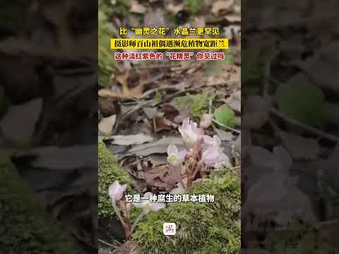 比&ldquo;幽灵之花&rdquo;水晶兰更罕见，摄影师百山祖偶遇濒危植物宽距兰 这种淡红紫色的&ldquo;花精灵&rdquo;你见过吗？（来源：浙江日报） #中国蓝国际culture #大熱門 #熱門 #興趣 #科普 #正能量 #旅行