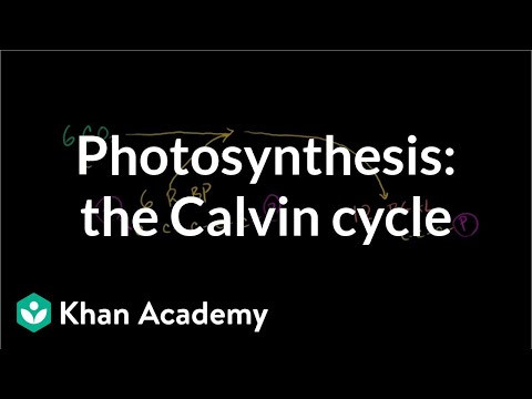 Calvin Cycle and Photorespiration Part 2