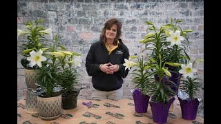 How to Care for a Easter Lily ENGLISH GARDENS