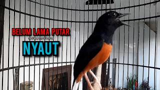 Download lagu murai batu gacor AMPUH buat PANCINGAN murai batu agar bunyi JADIKAN burung murai gacor EMOSI NYAUT mp3