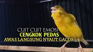 Download lagu kenari gacor panjang Cuit Cuit EMOSI, Pancingan Kenari Paud Belajar Bunyi, terapi AMPUH Kenari MACET mp3 Download lagu kenari gacor panjang Cuit Cuit EMOSI, Pancingan Kenari Paud Belajar Bunyi, terapi AMPUH Kenari MACET mp3