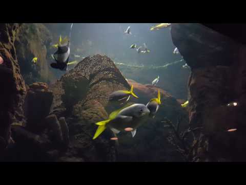 Tropical Fish - Tropical Discovery - Denver Zoo - Free Day