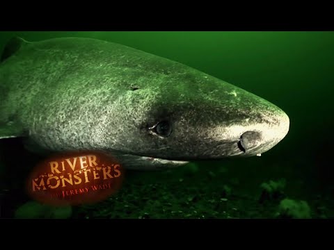 Unbelievable RARE Shark Footage | SHARK | River Monsters