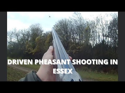 DRIVEN PHEASANT SHOOTING IN ESSEX