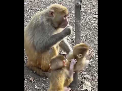 #ASMRMongkey #CuteDanjoomonkey  #Monkeyeating #FunnyMonkey #DanceMonkey / #monkey  Ept214  #shorts