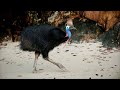 Cassowary Sounds (Southern and Northern)