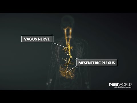 Description of Non-Invasive Neuromodulation 3D (4K) NESA® 2020 [EN🇬🇧] Feat. NESA WORLD® (4 min)