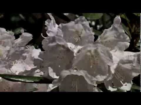 Prosto z lasu, odcinek 8/13